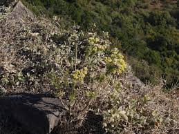 Image result for Eschenbachia stricta