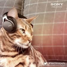 Sony Launches Headphones For Cats On April Fools Day Cats Cat Headphones Sony