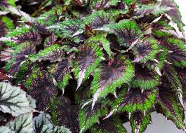 Herbaceous perennial, usually grown as a houseplant. Begonia Beleaf Evening Glow Begonie Evening Glow Gartencenter Streb