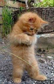 My God I Just Wiped Out An Entire Ant City Goruntuler Ile Komik Hayvan Evcil Hayvanlar Sevimli Kedi Yavrulari