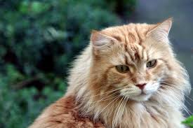 Also a farm cat, the maine coon resembles a raccoon. What You Actually Want To Know About Maine Coon Cats Live Long And Pawspurr