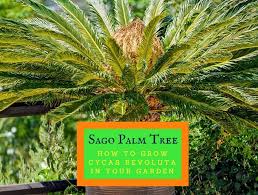 A sago palm has a rugged trunk topped with stiff, arching fronds that grow in a circular pattern. Sago Palm Tree How To Grow Cycas Revoluta In Your Garden Properly Rooted