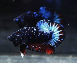 Pin By Gina Klemm On Liquid Life Breeding Betta Fish Betta Fish Tank Betta Aquarium