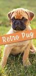 Amazon : RETRO PUG Pet Carrier for Small and Medium ...