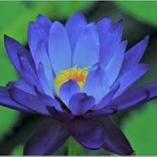 Mulai dari yang sifatnya konvensional hingga usaha kekinian yang banyak digandrungi oleh generasi milenial. 32 Sebutkan 3 Usaha Yang Dikelola Secara Sendiri Di Bidang Jasa Jawaban Tolong Dijawab Ya Brainly Co Id