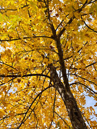 Image result for Fraxinus velutina