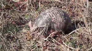 Leprosy baby armadillo without shell. Does This Armadillo Have Leprosy Youtube