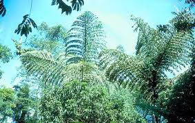 Image result for Caryota