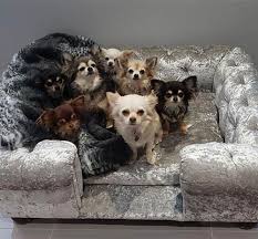 Check spelling or type a new query. Medium Dog Sofa Bed All Products Are Discounted Cheaper Than Retail Price Free Delivery Returns Off 70