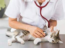 The cat hospital on park street is a cat only animal hospital located in st. Government Veterinary Pet Hospital Veterinary Hospitals In Delhi Justdial