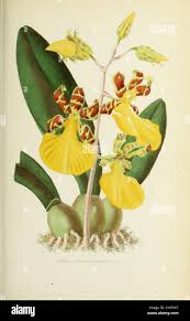 Image result for Hymenophyllum splendidum