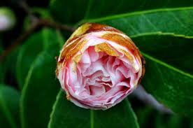The sasanqua species blooms in fall and the japonica blooms during the winter when few other plants are in bloom. Camellia Diseases Recognizing Fighting Preventing Professional Tips Gardender