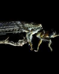 Image result for Antrocaryon nannanii