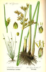 Image result for Schoenoplectus erectus