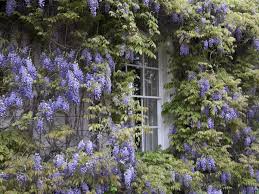 Most gardeners choose to grow wisteria up a wall or on a sturdy arbor or pergola. How To Grow And Prune Wisteria Saga