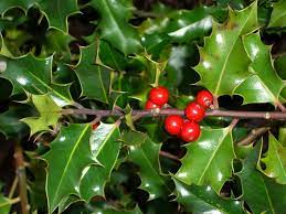 Diseases Of Holly Bushes Pests And Diseases Damaging Holly Bushes Holly Plant Holly Bush Holly Shrub