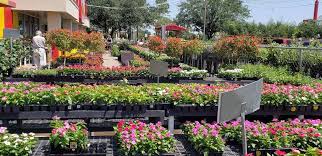 Tall plants ⭐ , united states, houston, 9191 katy fwy: Houston Garden Stores Search For A Good Cause