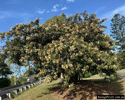 It typically reaches heights of 17 meters and develops a broad spreading canopy, ideal for shading other crops and landscaping. Buy Icecream Bean Trees Inga Densiflora