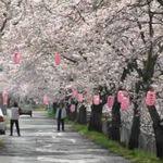 さくら開花予想2017 ブログ 開花 人生