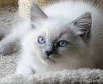 Blue Ragdoll Cats | Blue Point Ragdolls, Blue Mitted ...