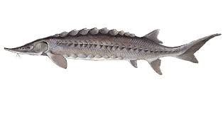 Some taxonomies also include the bichirs and. Acipenseriformes Paddlefishes Sturgeons Wildlife Journal Junior