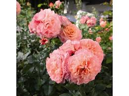 I fiori possono essere di colore porpora o rosa. Rose Nostalgiche