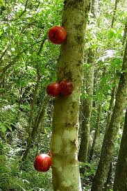 (picking fruit from public trees—trees that are growing on public land or in public parks—is usually permitted; Mountain Apple Tree Rose Apples Fruit World Fruit Garden Beautiful Fruits