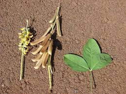 Image result for Crotalaria pallida