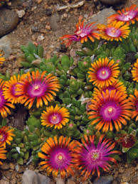 Image result for Delosperma mahonii