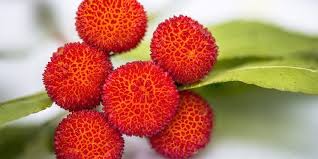 Check spelling or type a new query. The Importance Of The Color Of Red 9 Ways To Use It To Improve Your Feng Shui Red Lotus Letter
