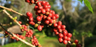 Resultado de imagem para CafÃ©: CotaÃ§Ãµes do arÃ¡bica operam com queda prÃ³xima de 80 pts nesta manhÃ£ de 6Âª feira em NY