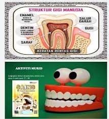 Contextual translation of keratan rentas gigi into english. Sains Tahun 3 Kegigian Science Quizizz