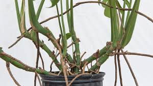 Image result for Monstera