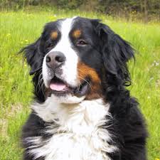 View our puppies for sale! Colorado Bernese Mountain Dog Puppies