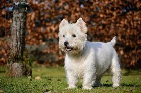 How Much Does A West Highland White Terrier Cost 2022 Price Guide Hepper