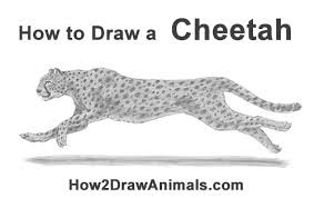 With a line, draw the direction of the body and the tail. How To Draw A Cheetah Running