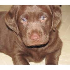 Chocolate lab pups with great field pedigree, looks and house disposition. Holland Oaks Loyal Labs Labrador Retriever Breeder In Big Lake Minnesota