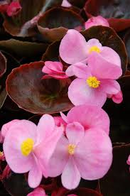 Image result for begonia semperflorens