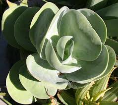 Image result for Kalanchoe lateritia