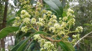 Image result for Xyris natalensis