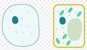 Image of animal cell without labels. Differences Between Simple Animal And Plant Cells Plant Cell And Animal Cell Without Labels Free Transparent Png Clipart Images Download