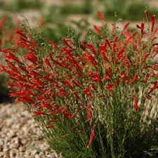 Image result for Penstemon