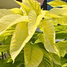 Image result for Pisonia