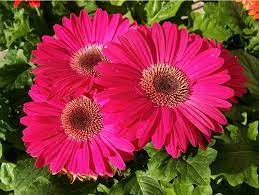 Google Image Result For Http Www Arboretum Wsu Edu Garden Blog Files Pink 20g Piante Composizioni Floreali Fiori