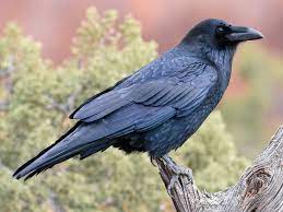 Raven, also known as rachel roth, is a superhero with magical abilities and a prominent member of the teen titans. Common Raven Ebird