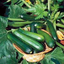 Black Beauty Squash Plants For Sale Free Shipping