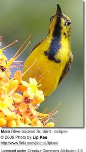 They are small in size at around 12 cm long. Olive Backed Or Yellow Bellied Sunbird Cinnyris Jugularis Beauty Of Birds