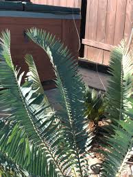 Image result for Encephalartos munchii