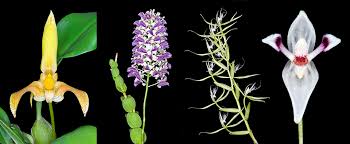 Image result for Orchidaceae