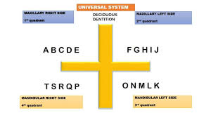 The palmer notation system is a system that uses symbols, numbers, and letters to indicate teeth in the permanent and primary dentition. What Are Teeth Numbers And Names Tooth Numbering System Extooth